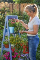 Woman removing spent flowers from container grown Verbena and other bedding flowers on ladder.