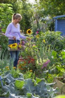 Woman picking edible and medicinal flowers - Sunflower.