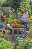 Trug with harvested edible flowers including sunflowers, bergamot, coneflower, fennel and nasturtium on the table. Woman picking nasturtium flowers from terracotta pot.