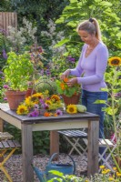 Trug with harvested edible flowers including sunflowers, bergamot, coneflower, fennel and nasturtium on the table. Woman picking nasturtium flowers from terracotta pot.