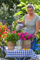 Woman watering Impatiens and Pelargonium in decorative containers.