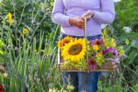 Woman with trug of harvested edible flowers including sunflowers, fennel, coneflowers, pot marigold, bergamot and agastache.