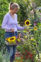 Woman picking edible and medicinal flowers - Sunflower.