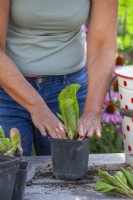 Woman planting radicchio ' Palla Rossa' seedlings in a plastic pot. Firming in with fingers.