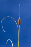 Typha gracilis - Cat's Tail Bulrush against a blue painted wall