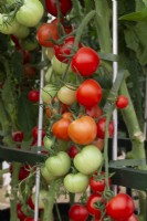 Solanum lycopersicum - Tomato 'Cocktail Crush' supported on a frame 