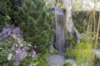 Pinus cembra next to a waterfall and pond with aquatic and marginal plants. In foreground, Thalictrum 'Hewitts Double' and Anemone x hybrida 