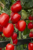 Solanum lycopersicum - Nagina F1 - plum variety of tomato