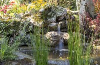 Juncus effusus growing beside a small pond water feature with waterfall over rocks 