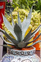 Agave parrasanna 'Meat Claw' in a hand painted ceramic pot container with orange gravel mulch
