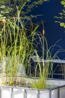 Repurposed upcycled industrial IBC -  intermediate bulk containers to create a modern contemporary pond with aquatic plants of Typha gracilis - Cat's Tail Bulrush, Cyperus longus and Carex riparia 