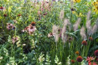 Mixed perennial planting of Echinacea 'Salsa Red', Echinacea 'Purpurea', Helenium 'September Gold' and Pennisetum alopecuroides grass