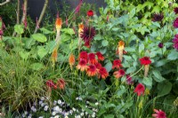Late summer mixed perennial planting of Echinacea 'Eccentric', Dahlia 'Black Narcissus', Kniphofia 'Papaya Popsicle', Erigeron 'Lavender Lady' - Mexican Fleabane 