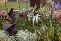 Black leaves of Canna with variegated Euphorbia and red flowered Salvia in Wrapped up in Nature' - Beautiful Borders - BBC Gardener's World Live 2018