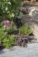 Clay brick paving - wooden timber steps - planting in the border of Sedum spectabile 'Brilliant' and Ajuga reptans