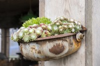Sempervivums growing in an old rusty metal container