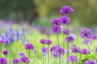 Closeup of Alliums in a border. Late May.