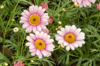Argyranthemum 'Pink Halo' - Marguerite