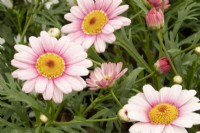Argyranthemum 'Pink Halo' - Marguerite 