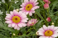 Argyranthemum 'Pink Halo' - Marguerite 
