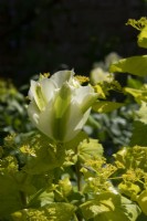 Tulipa 'Spring Green' with Smyrnium perfoliatum