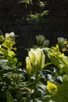 Tulipa 'Spring Green' with Smyrnium perfoliatum