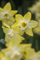Narcissus 'Pipit' - daffodil - May