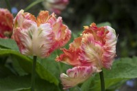 Tulipa 'Parrot King' - tulip - May