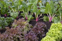 Lactuca sativa - Lettuces growing in rows - from left to right 'Oakleaf Smile', Oakleaf 'Namara', and 'Red Salad Bowl' with Beta vulgaris - Leaf Beet 'Peppermint' Swiss Chard at the back