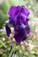 Iris germanica 'Draco'