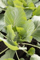 Brassica 'Cabbice' F1 - cabbage 
