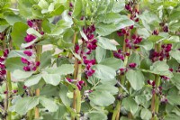 Vicia faba 'Crimson Flowered' - Broad Bean growing in rows - staked to bamboo canes for support
