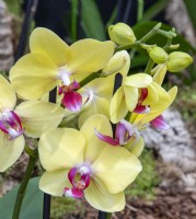 Phalaenopsis 'Golden Cheethah' - Moth Orchid