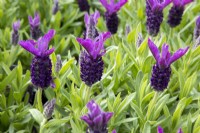 Lavandula stoechas 'Great Adventure' - French Lavender
