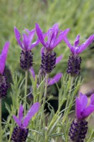 Lavandula stoechas 'Victory' - French lavender