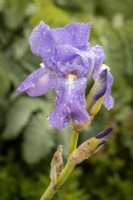 Iris pallida subsp. pallida - Dalmation Iris - Sweet Iris