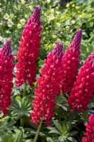 Lupinus 'Beefeater'