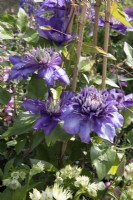 Clematis 'Multi Blue' climbing up bamboo canes wigwam 