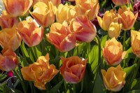 Tulipa 'Salmon Dystany'