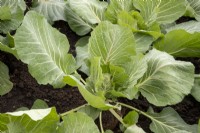 Brassica 'Cabbice' F1 - Cabbage 