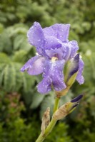 Iris pallida subsp. pallida - Dalmation Iris - Sweet Iris