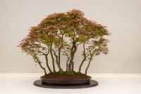 Acer Palmatum 'Deshojo' - Japanese Red Maple - Bonsai tree in a ceramic container 
