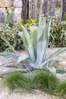 Agave americana in a gravel and crushed shell garden with Festuca marei syn. Festuca mairei