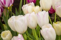 Tulipa 'Graceland' - tulip