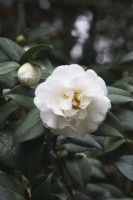 Camellia Ã— williamsii 'E.T.R. Carlyon' 