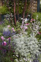 Landform Mental Wealth Garden. Designer: Nicola Hale. Plants include Artemisia 'Powis Castle', echinacea and salvias. Summer.