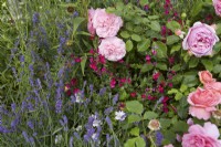 Rosa 'Princess Alexandra of Kent' and Salvia greggii 'Cherry Lips' with Lavandula angustifolia 'Hidcote' in summer border.