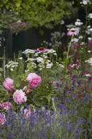 Rosa 'Princess Alexandra of Kent', Salvia greggii 'Cherry Lips', Echinacea purpurea 'Magnus' with Lavandula angustifolia 'Hidcote' in summer border.