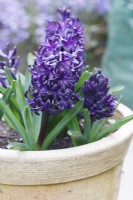 Hyacinthus orientalis 'Midnight Mystic' - hyacinth
