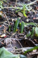 Emerging shoots of Galanthus in a border.